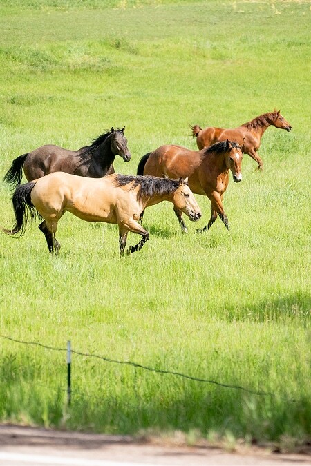 Four wild horses galloping through an open green meadow in the Black Hills